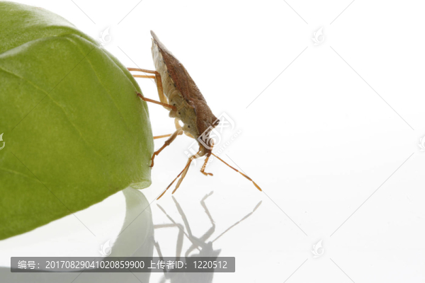 在basilium,bug