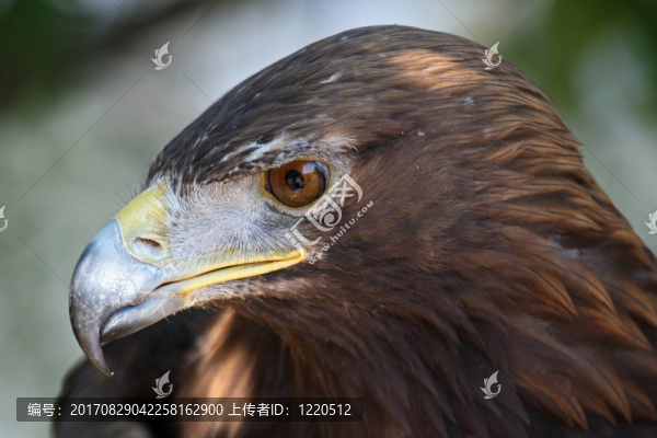 鳥