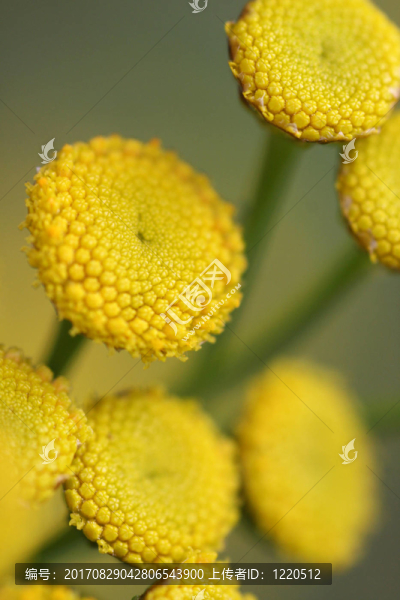 艾菊