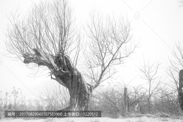 牧場在暴風雪