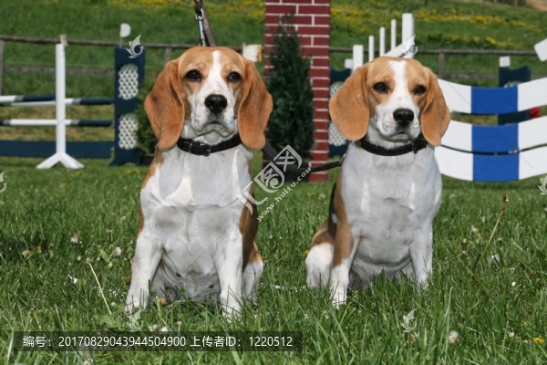 兩匹小獵犬在賽馬場(chǎng)上表演