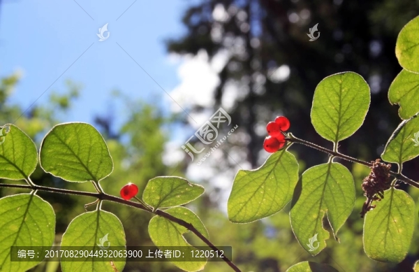 rowanberries