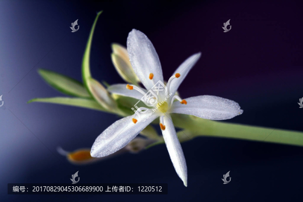 綠色lilienblüTE