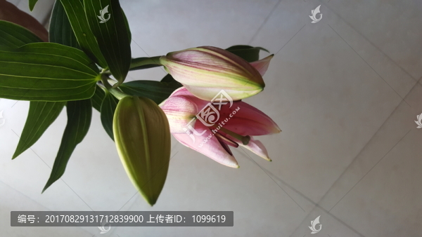 百合花蕾