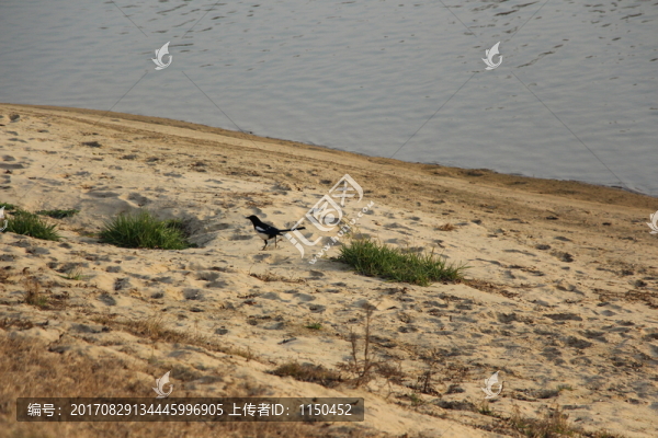 雪后鳥(niǎo)兒