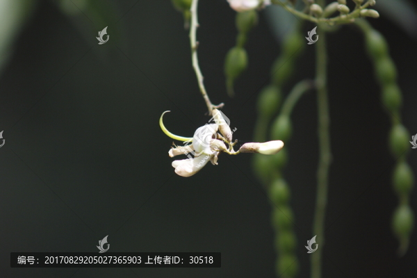 槐花