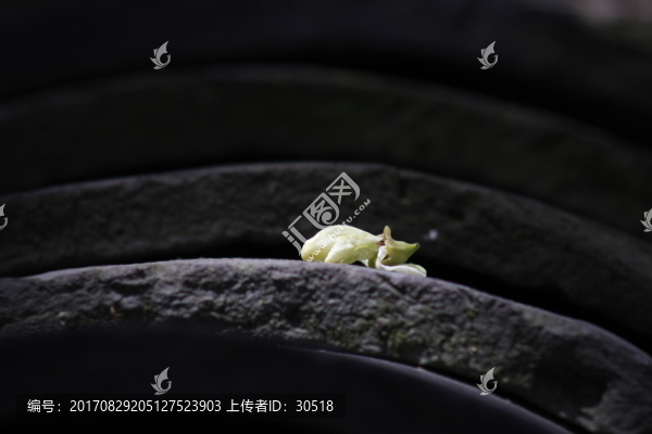 槐花