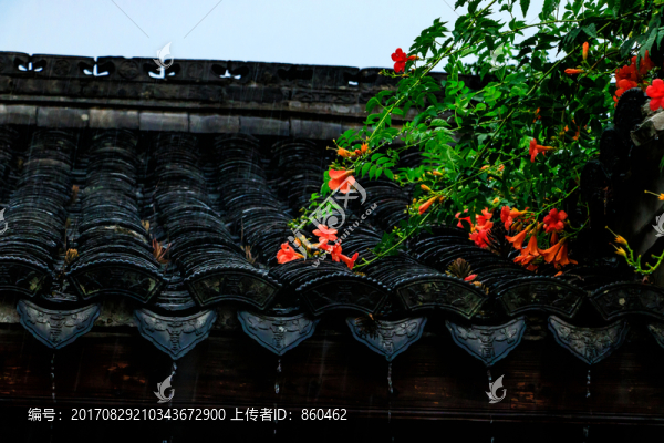 下雨天灰瓦屋頂,花枝