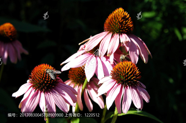 松果菊