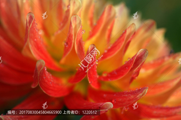 大麗花
