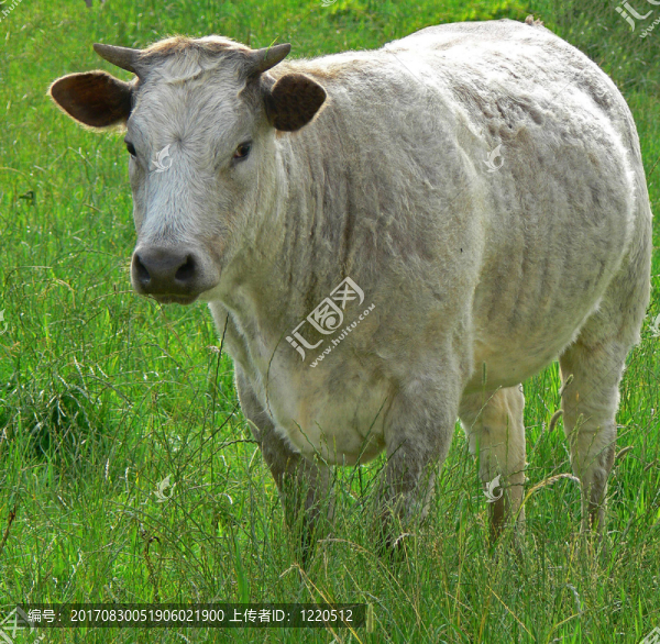 牛肉