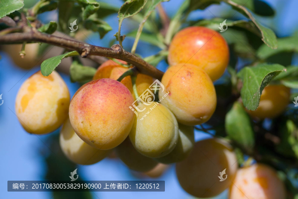 點評