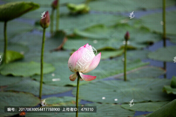 荷花,荷葉