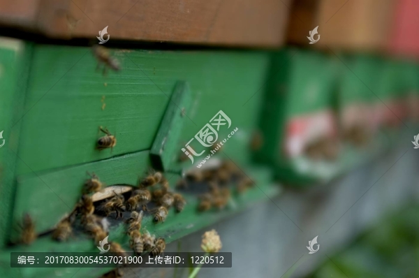蜂窩我