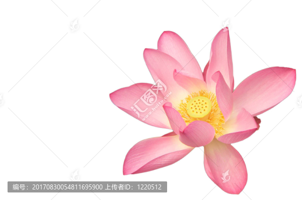北京頤和園蓮花