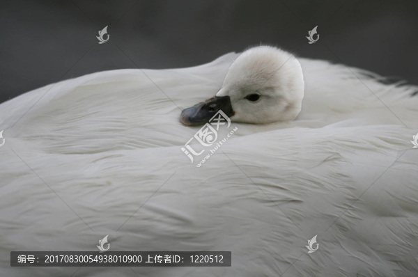 恢復(fù)2