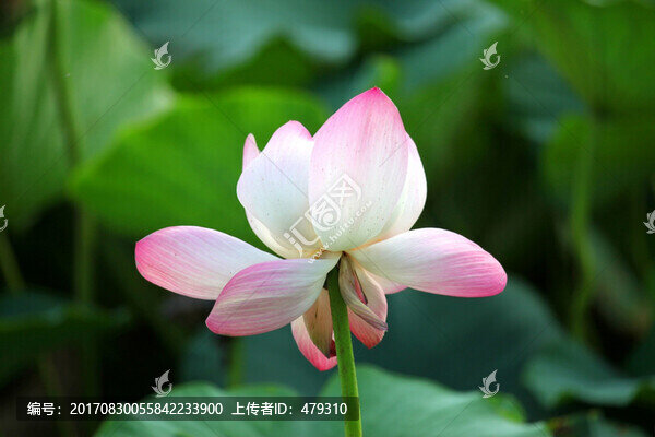 荷花,荷葉