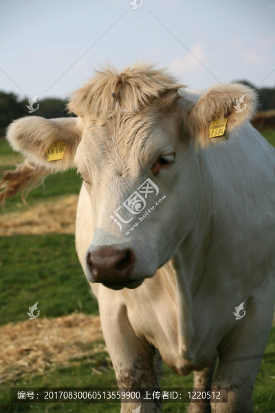 牛肉