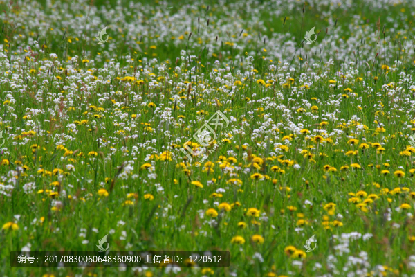blumenwiese