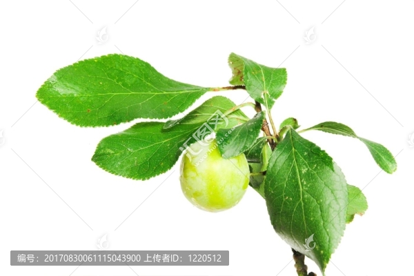 青梅枝