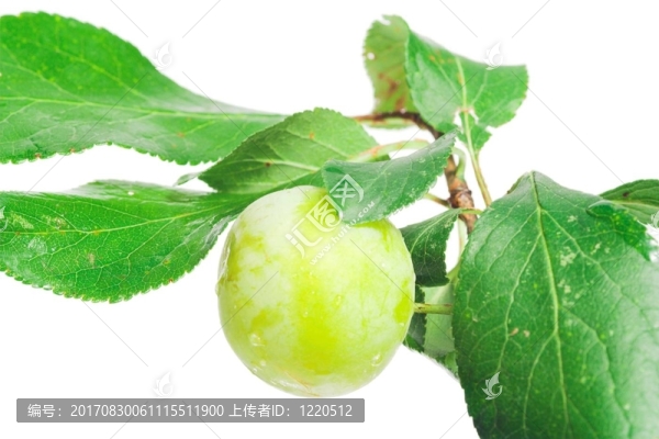 青梅枝