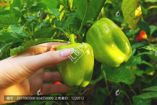 辣椒粉03
