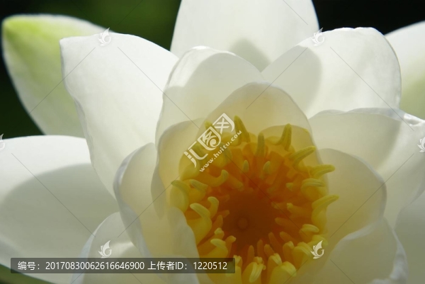 水百合
