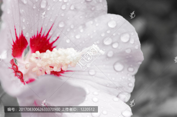 木槿花