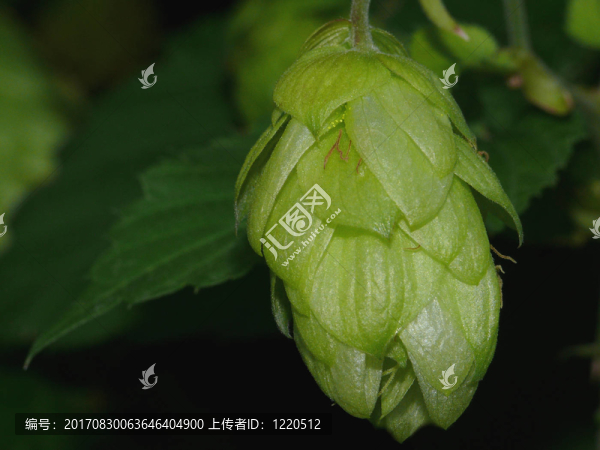 蛇麻草黃色