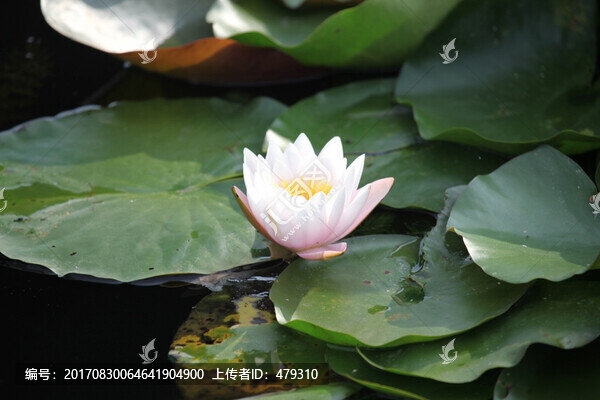 荷花,荷葉