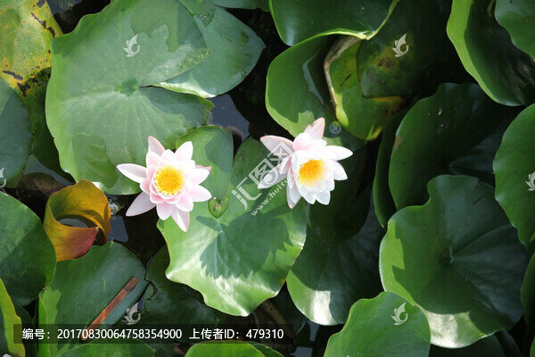 荷花,荷葉,荷花塘,花卉,蓮花