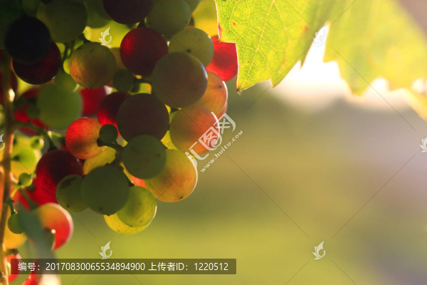 豐富多彩的葡萄地