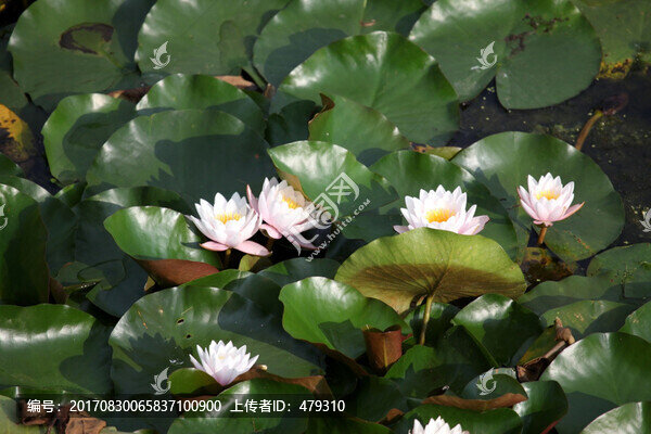 荷花,荷葉,荷花塘