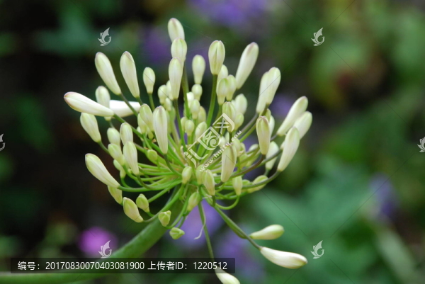 迷人的百合花