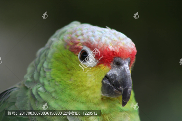 鳥
