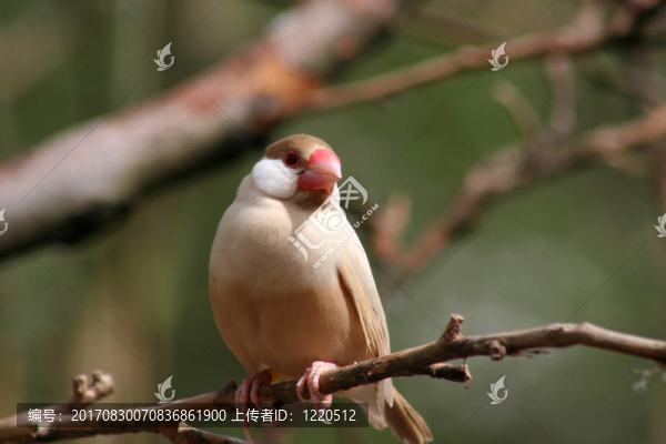 鳥