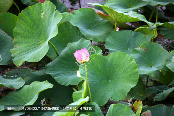 荷花,荷葉