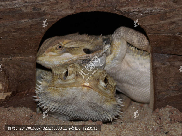 動物