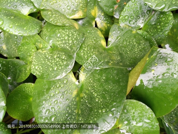 水葫蘆