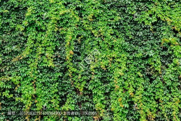 植物背景墻,地錦