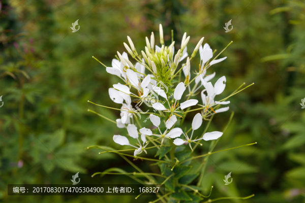 醉蝶花