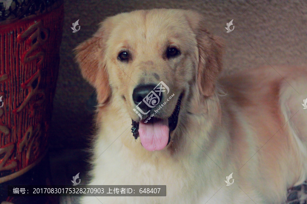 金毛,金毛獵犬,寵物,獵犬,大