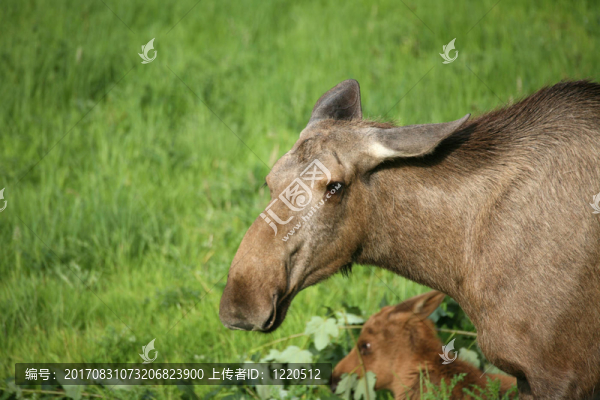 動物
