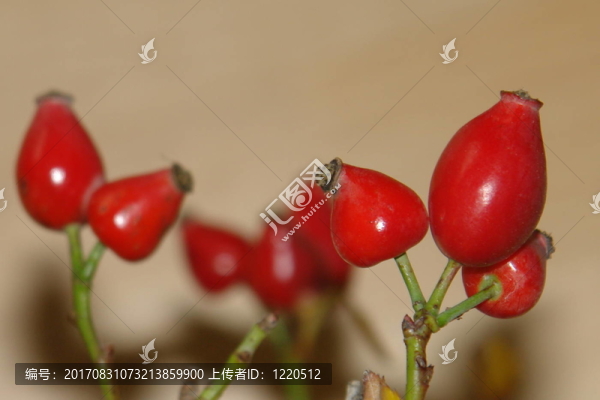 玫瑰布什