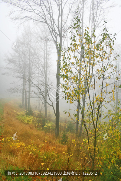 cloud,forest