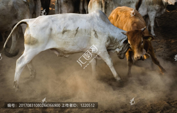 動物爭奪