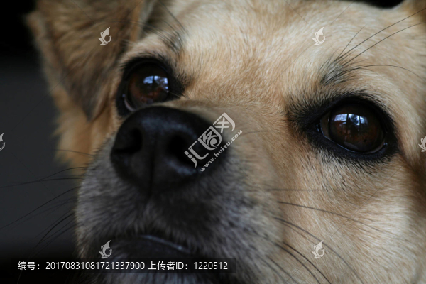 寵物
