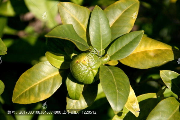 苦橙