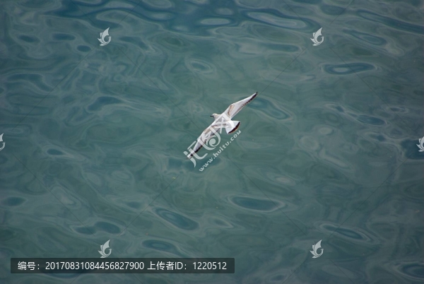 海洋之上的海鷗
