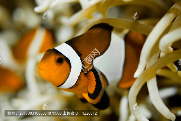 小丑魚(yú)